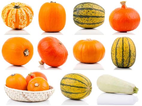 Collage di immagini che mostrano diverse varietà di zucca e piatti preparati con la zucca