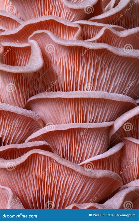 Vista ravvicinata di un fungo ostrica rosa con il suo caratteristico colore acceso.