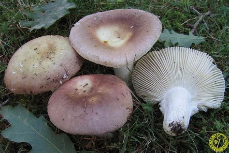 Esemplari di Russula vesca in habitat naturale.