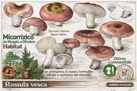 Illustrazione comparativa di diverse specie di funghi Russula.