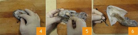 Immagine illustrativa della pulizia delle seppie, con dettagli su come rimuovere l'osso, i tentacoli e le interiora.