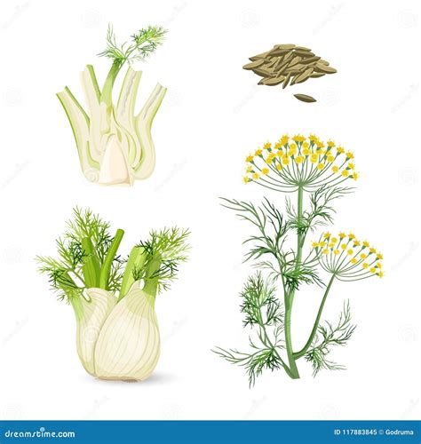 Illustrazione botanica del finocchio con i suoi semi.