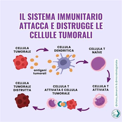 Schema che illustra l'azione dell'anetolo sulle cellule tumorali.