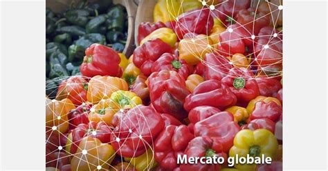Schema delle rotte di diffusione del peperone nel mondo, evidenziando i centri di diversità genetica e le vie commerciali