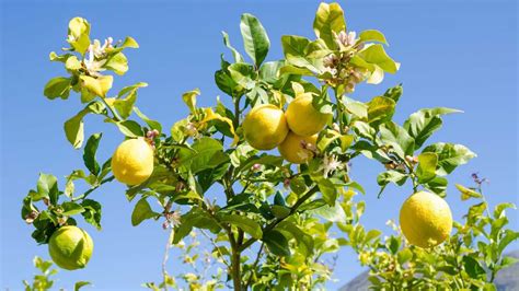 Albero di limone rigoglioso con frutti maturi e fiori bianchi