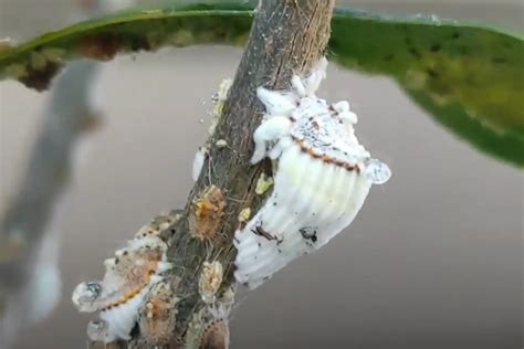 Foglie di limone con chiazze bianche di cocciniglia e melata appiccicosa