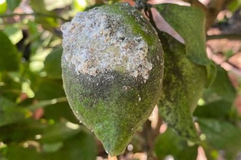 Primo piano di diverse specie di cocciniglia su un ramo di limone
