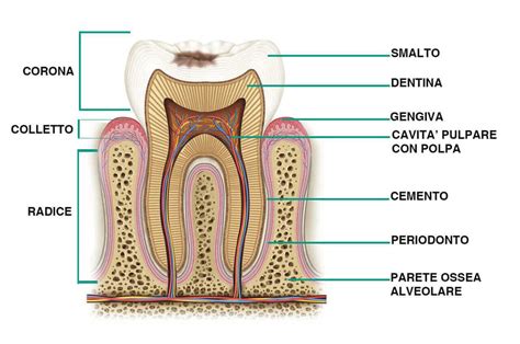 Struttura interna del dente con evidenziata la camera pulpare e i canali radicolari