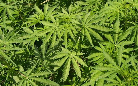 Biscotti alla cannabis pronti da gustare
