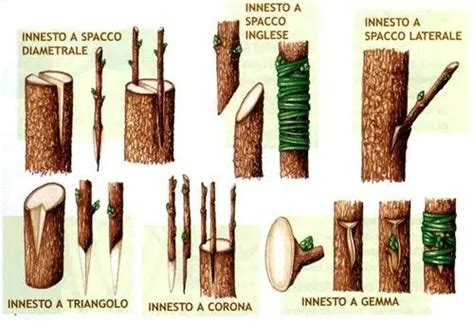 Illustrazione del processo di innesto e reinnesto dei mitili sui filari