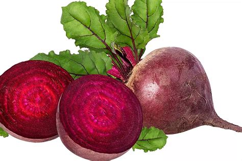Schema botanico della pianta di barbabietola rossa con evidenziate radice, coste e foglie