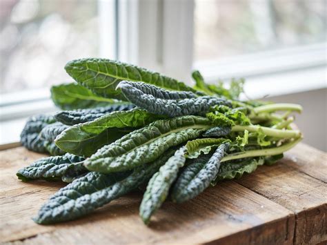 Illustrazione del cavolo nero con le sue caratteristiche foglie arricciate