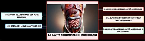 Schema della cavità addominale con gli organi principali trattati dalla chirurgia generale