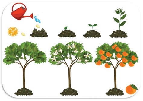 Infografica che illustra il ciclo di vita della pianta di fava e le sue esigenze nutrizionali.