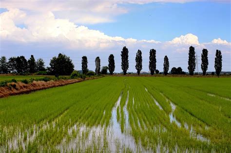 foto di un campo di riso biologico in una giornata soleggiata
