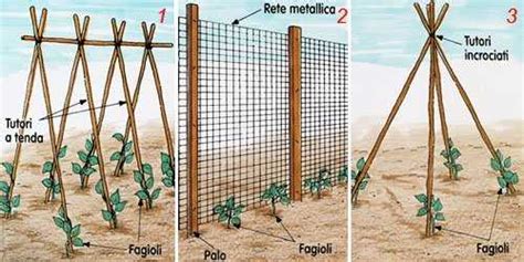 Schema comparativo dei diversi sistemi di sostegno per pomodori indeterminati