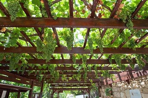 Dettaglio di un muretto a secco secolare che sorregge una pergola di vite a Carema
