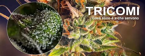 Ingrandimento di tricomi su una fogliolina di cannabis.