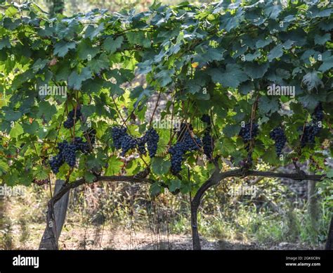 Grappoli maturi di Montepulciano e Sangiovese, pronti per la vendemmia.