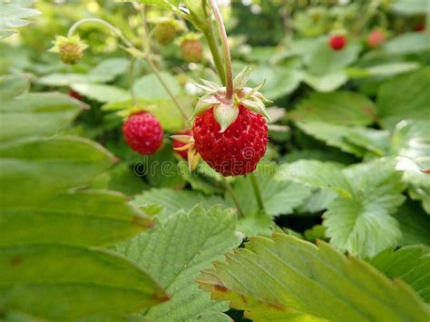 Immagine dettagliata di una fragola di bosco matura con le sue caratteristiche foglioline