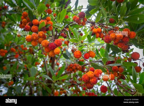 Foto di un albero di corbezzolo con frutti maturi e fiori contemporaneamente