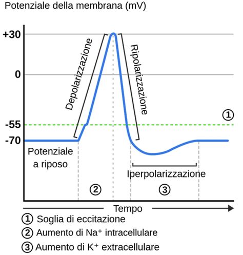 grafico che illustra i tempi di riposo ideali per diversi tipi di impasto