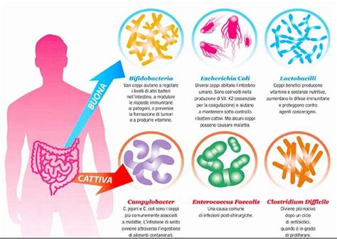 Grafico che mostra i diversi benefici dei probiotici per la salute intestinale e il sistema immunitario.