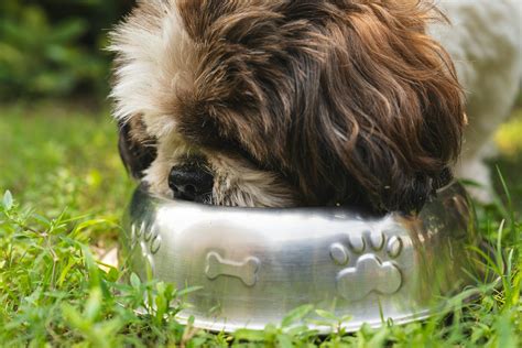 Immagine di un cane che mangia felicemente una ciotola di riso con verdure