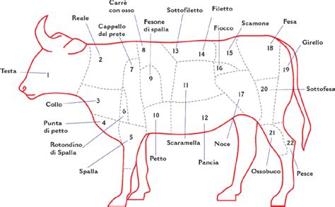 Schema anatomico del bovino con indicazione dei principali tagli di carne