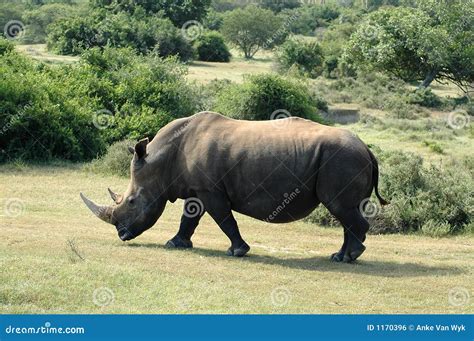 Una serie di fotografie che illustrano la fauna selvatica africana, con particolare attenzione agli elefanti