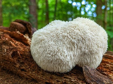 Immagine del fungo Hericium Erinaceus, con la sua caratteristica forma a cascata.