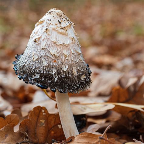 Foto del fungo Coprinus Comatus, mostrando le sue caratteristiche lamelle e il cappello.