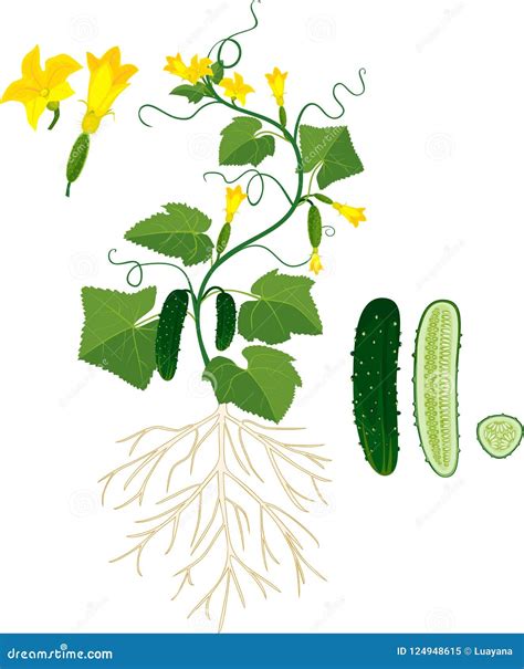 illustrazione botanica del cetriolo, evidenziando la sua appartenenza alla famiglia delle Cucurbitaceæ