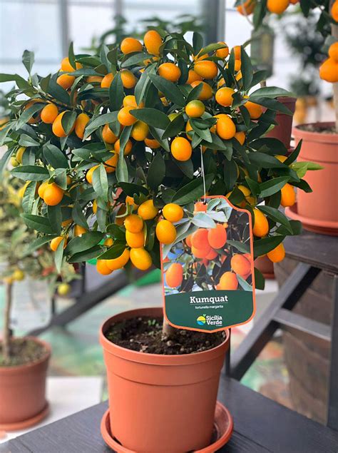 pianta di kumquat con frutti