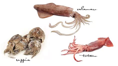 Schema dettagliato della pulizia di calamari, seppie, polpo e gamberi