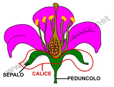 Schema che illustra la penetrazione delle spore di muffa nel calice del fiore della mela e la successiva diffusione nel torsolo e nella polpa.