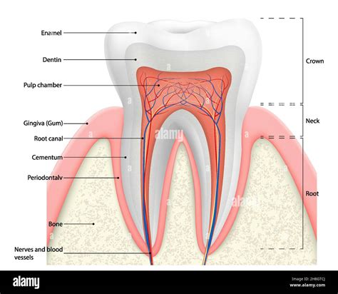 Sezione trasversale di un dente che illustra gli strati (smalto, dentina, polpa) e i canali radicolari, evidenziando la posizione della pulpite.