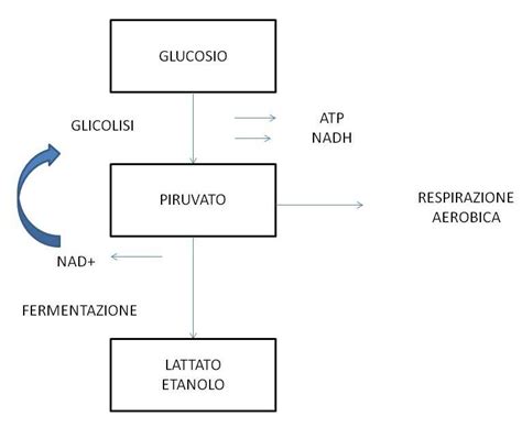 Schema del processo di fermentazione del lievito madre con evidenza di lieviti e batteri lattici