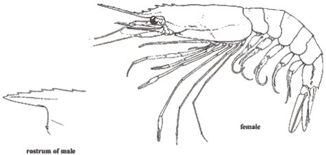 Schema comparativo delle caratteristiche morfologiche di Aristaeomorpha foliacea e Aristeus antennatus