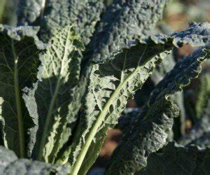 Descrizione: Pianta di cavolo nero con le sue caratteristiche foglie grandi, lanceolate e di colore verde scuro, leggermente increspate.