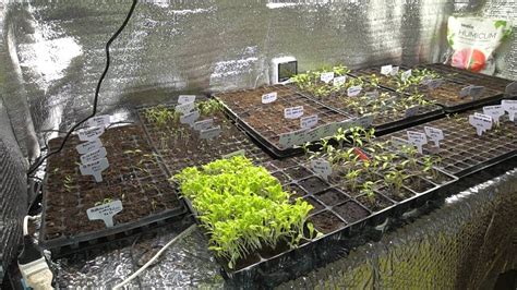 Descrizione: Immagine di un semenzaio con piccole piantine di cavolo nero pronte per il trapianto.