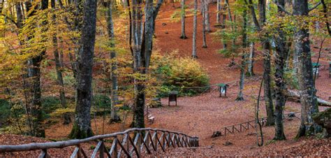 Paesaggio autunnale di una faggeta con alberi dalle foglie dai colori caldi e sentiero