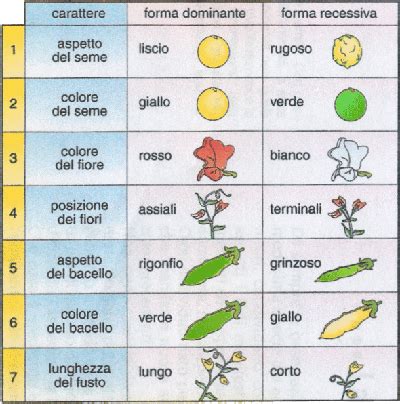 Schema dei 7 caratteri mendeliani studiati sul pisello