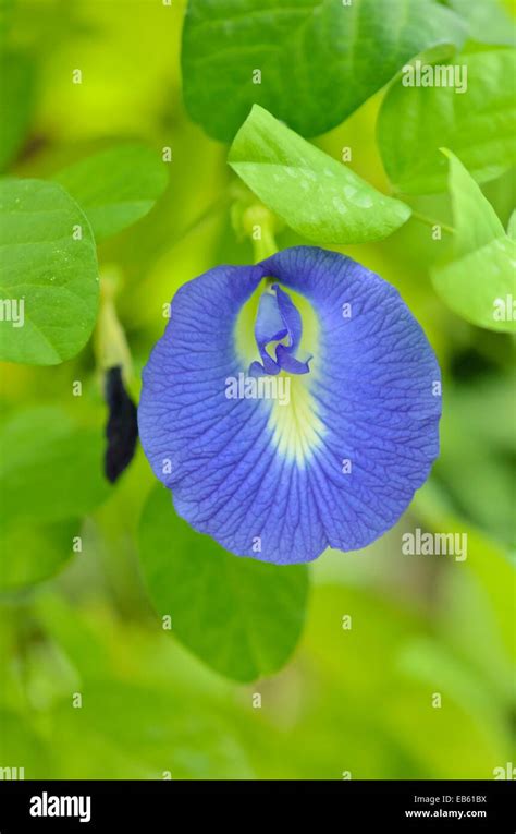 Immagine dei fiori blu intenso della Clitoria ternatea (pisello farfalla)