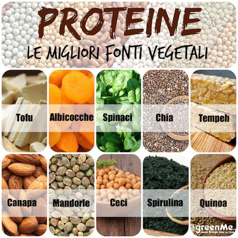 Infografica che illustra i principali nutrienti essenziali per i cani e le loro fonti vegetali e animali, con particolare attenzione a proteine, amminoacidi, vitamine e minerali.