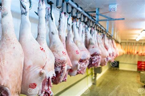 Immagine di una carcassa di daino appesa per la frollatura in un ambiente controllato