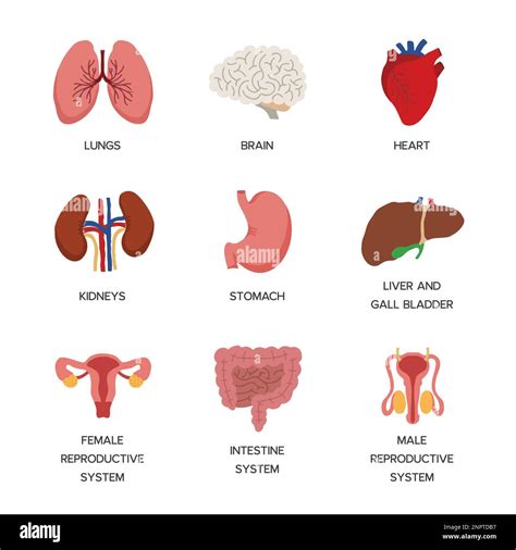 Illustrazione stilizzata che mostra i vari organi (cuore, cervello, fegato) potenzialmente interessati dall'eccesso di ferro.