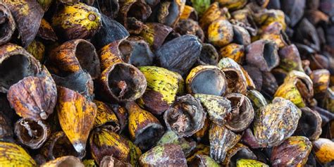 Gusci di frolla al cacao pronti per essere farciti