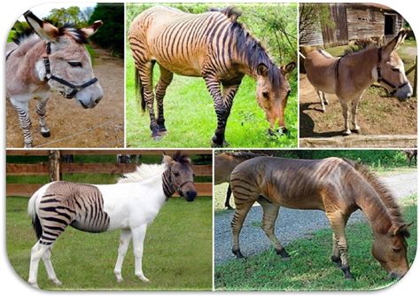 Illustrazione comparativa di diversi animali ibridi come il mulo, il ligre e lo zonkey.