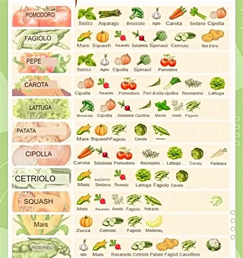 Diagramma che illustra la consociazione di carote e cipolle, mostrando le radici a diverse profondità e i benefici reciproci.
